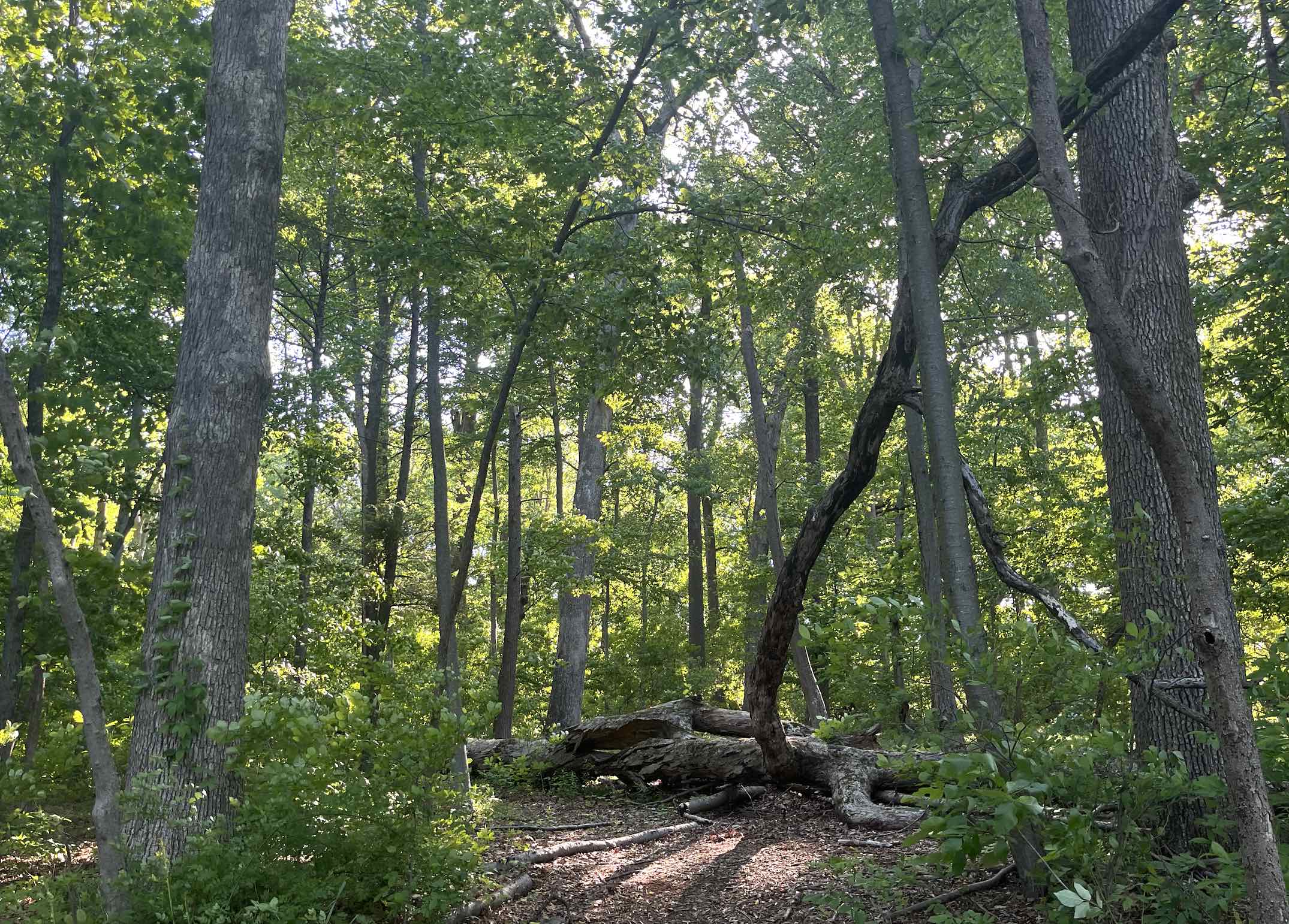 forest