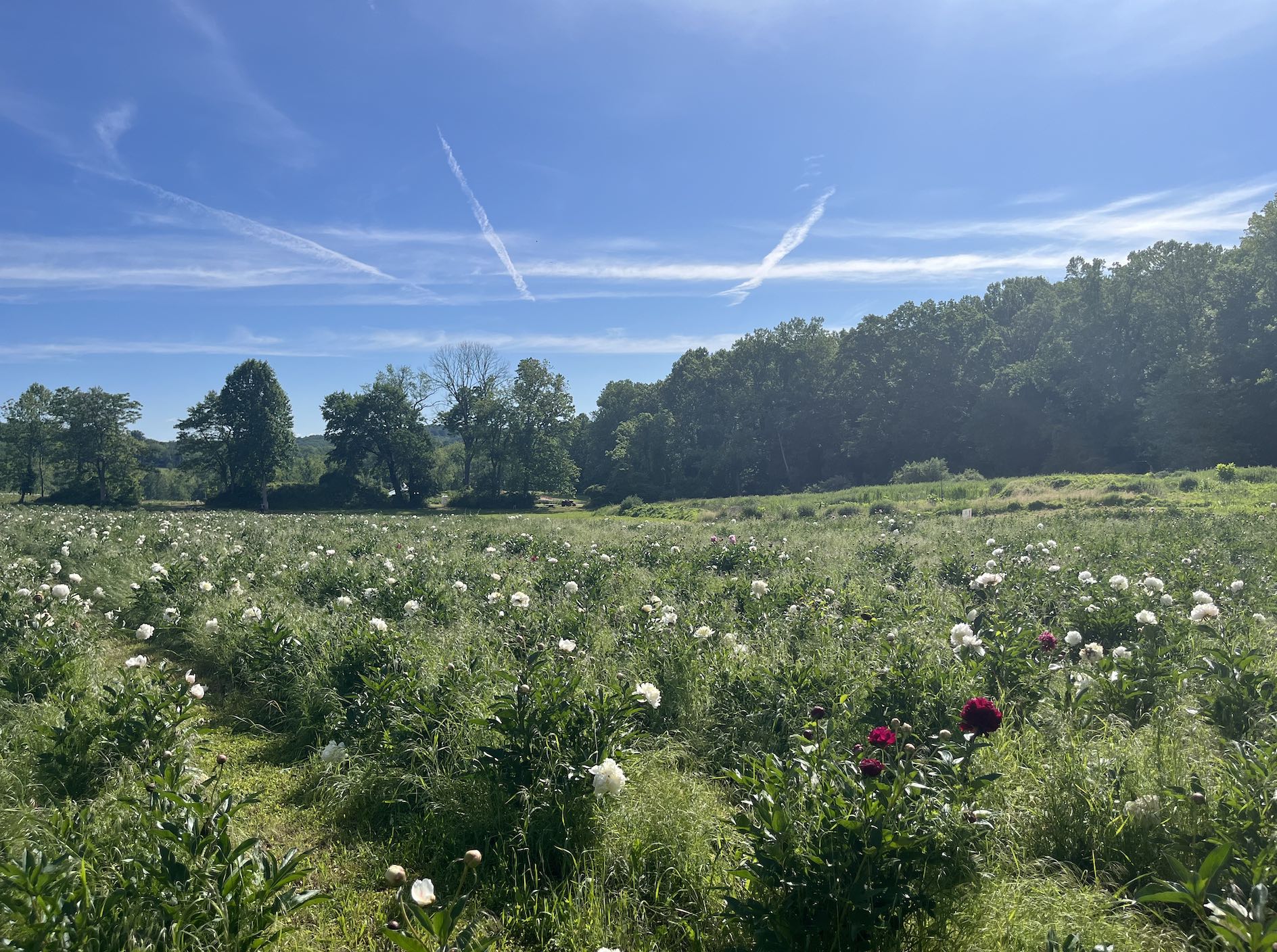 Morning at the Farm