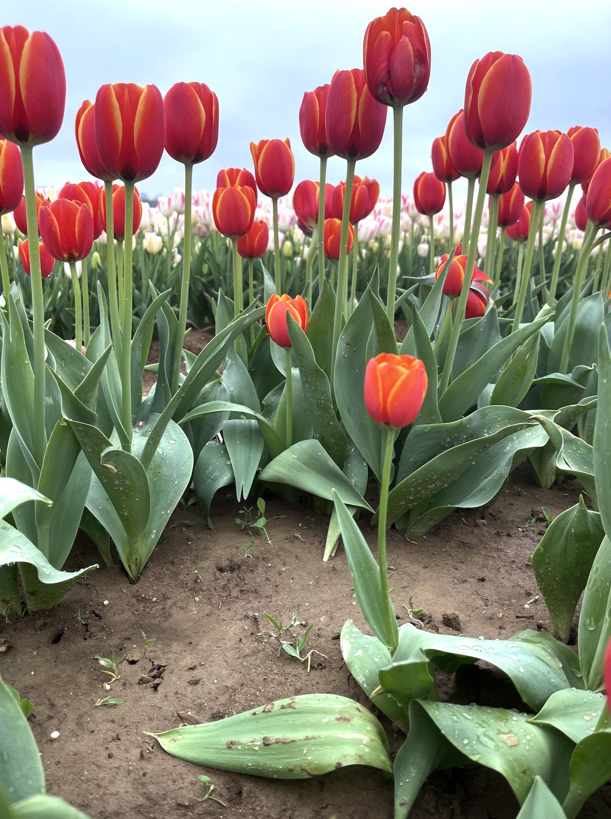Tulips 2